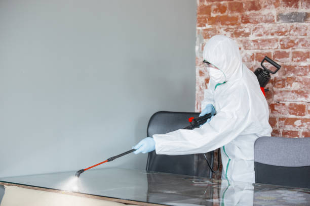 Best Attic Mold Removal  in USA